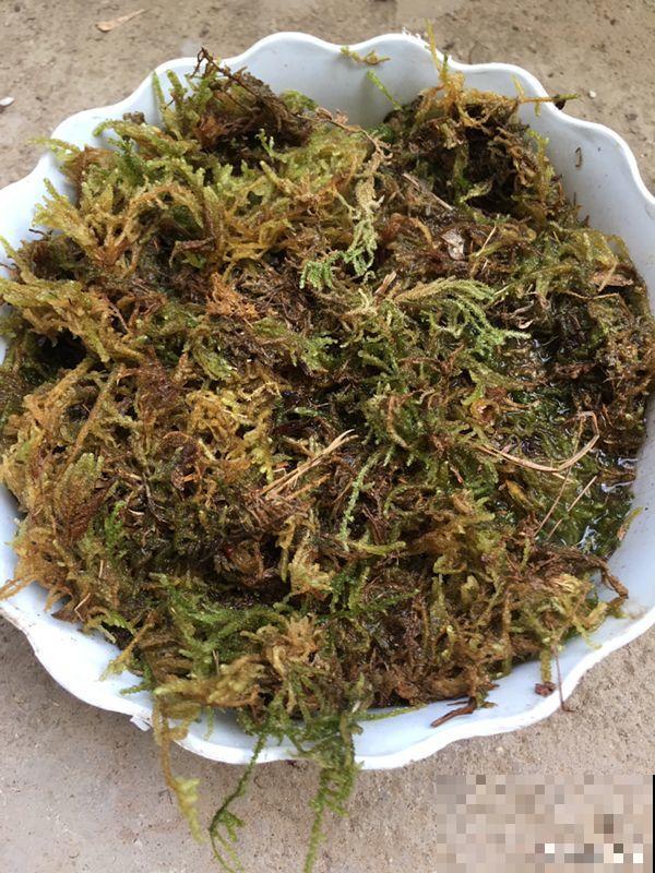 不要买土了，捡点它开水一烫，养多肉蹭蹭疯长！