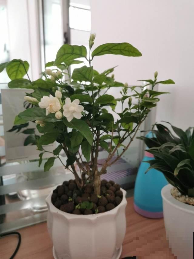 到了秋天怎么养花？换盆增肥浇水，掌握这三点，换季也不怕！
