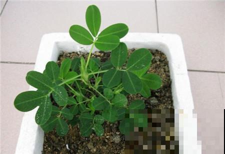 现在正是吃花生的时候，煮之前拎几个塞盆里，一周就长出清新盆栽