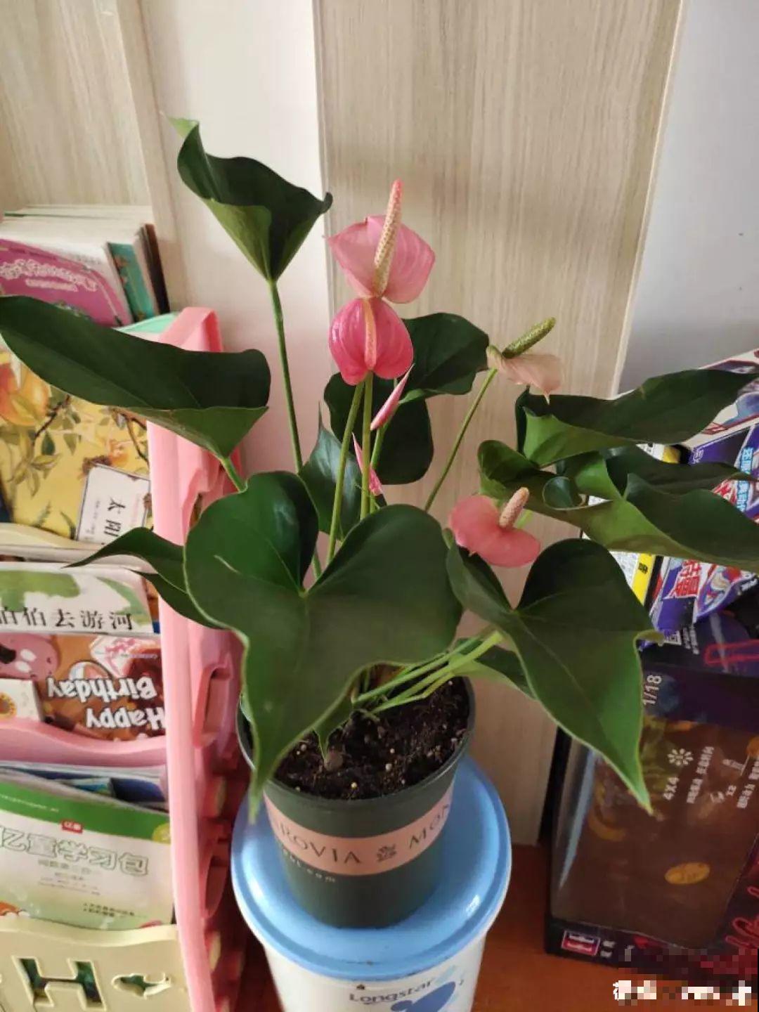 聪明人养花，都在角落摆盆它，光线不好也能绿油油！