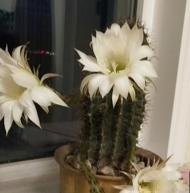 家里的花太多养不过来，养养这几种，不用精心打理就能爆盆！