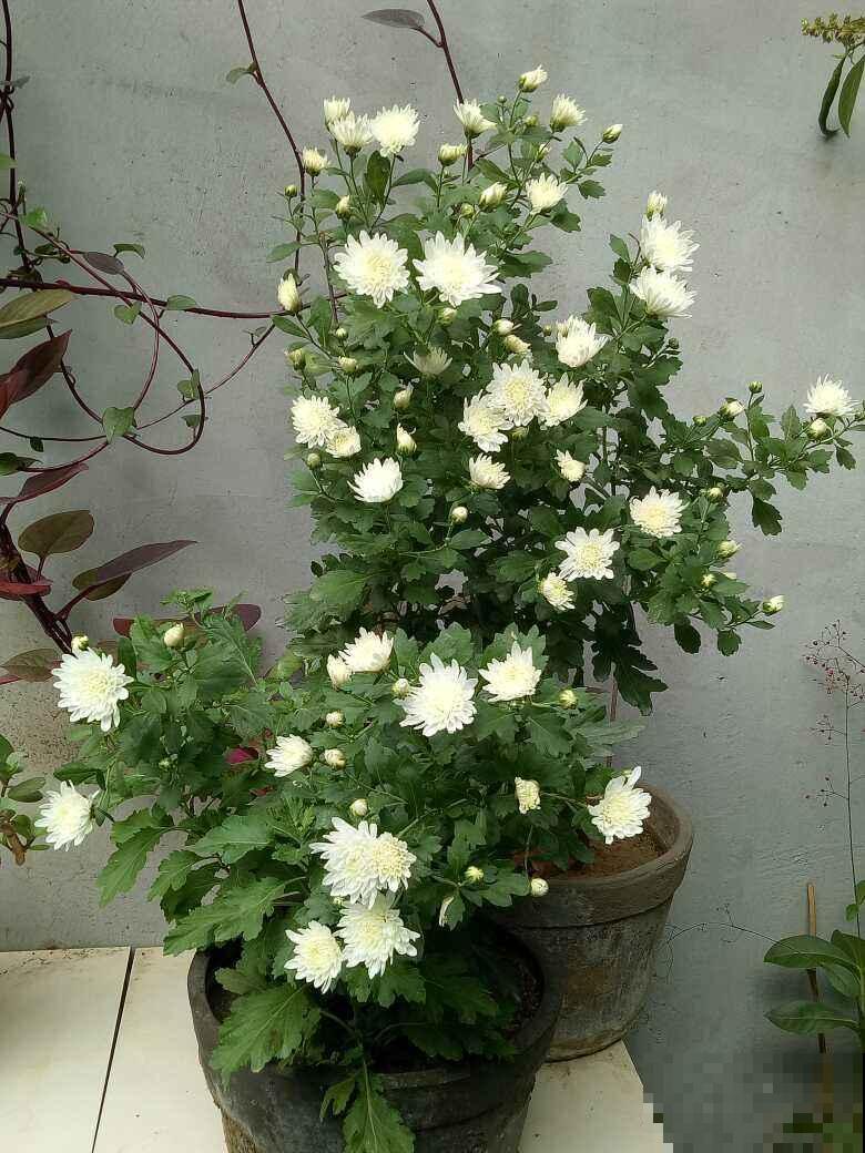 菊花怎么才能多多开花？用上这几招菊开满园，邻居都来偷师！