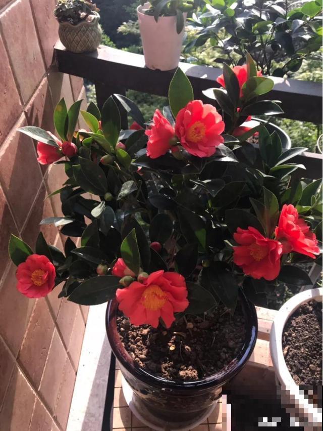 这花在北方不好养，买一盆死一盆，真愁人