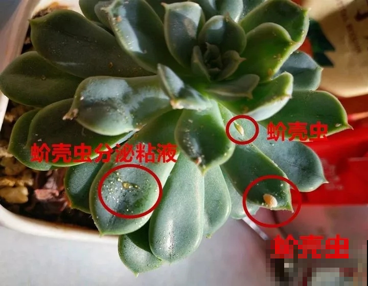 多肉身上爬满介壳虫，几招就轻松清除，重新变成鲜嫩小胖肉！