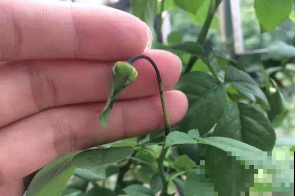 花还没开花苞却掉了，都是这原因闹的，赶紧就还来得及！