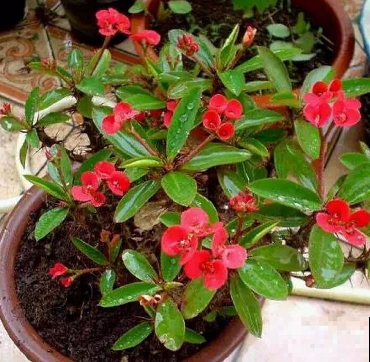 这花真好养，注意这4点，疯长狂开花！