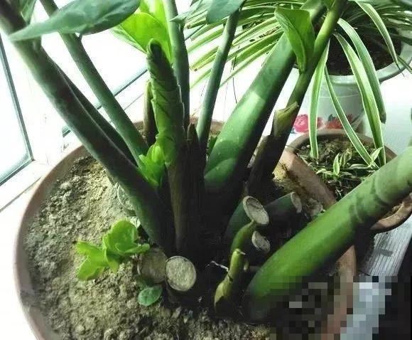 4种花现在赶紧剪，剃光头撸光叶，越狠越爆盆！
