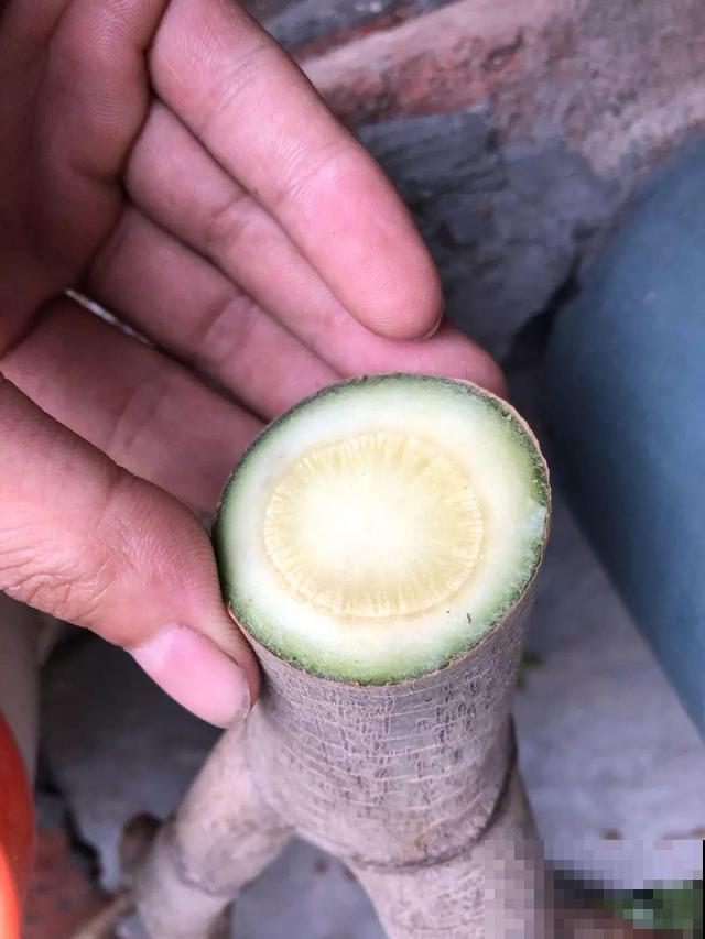这花杆子比胳膊粗，砍一段就生根，1个月变老桩