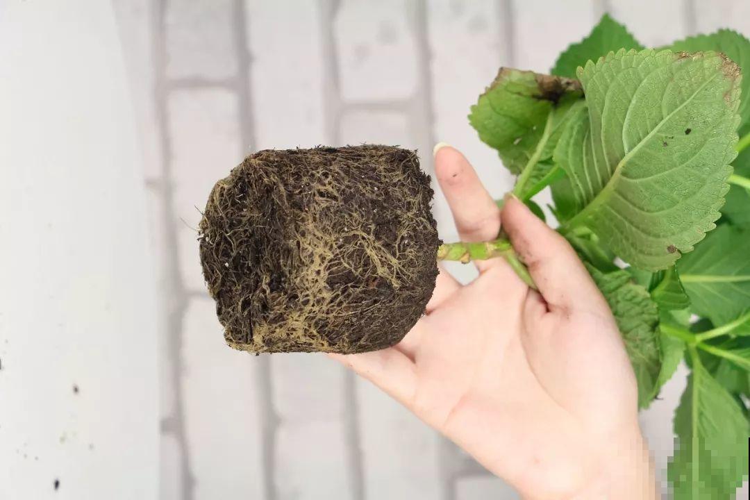最受欢迎的耐阴花，北窗台也能开爆盆，养家里特气派！