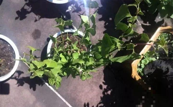 三角梅的养护要点，3招教你促开花，秋天霸占整个阳台！