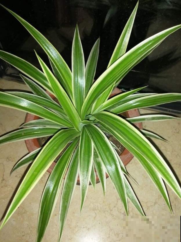 今天给大家介绍几种适合摆放在室内的植物