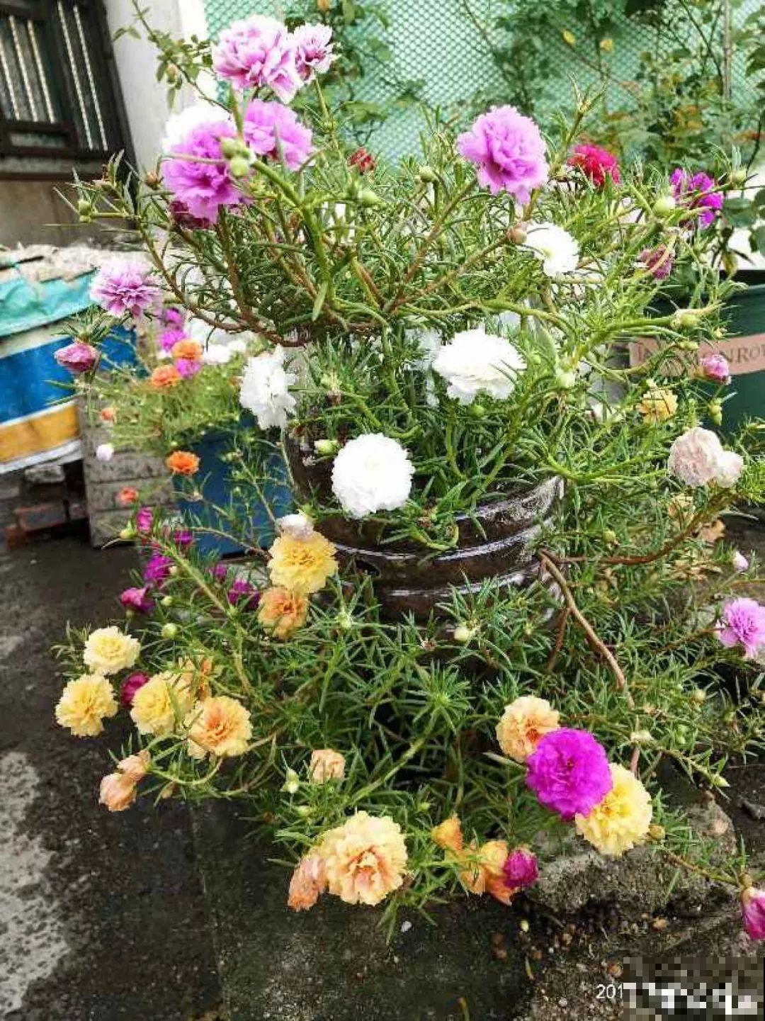 把花插在油桶里，疯狂晒7天，开成大花柱！
