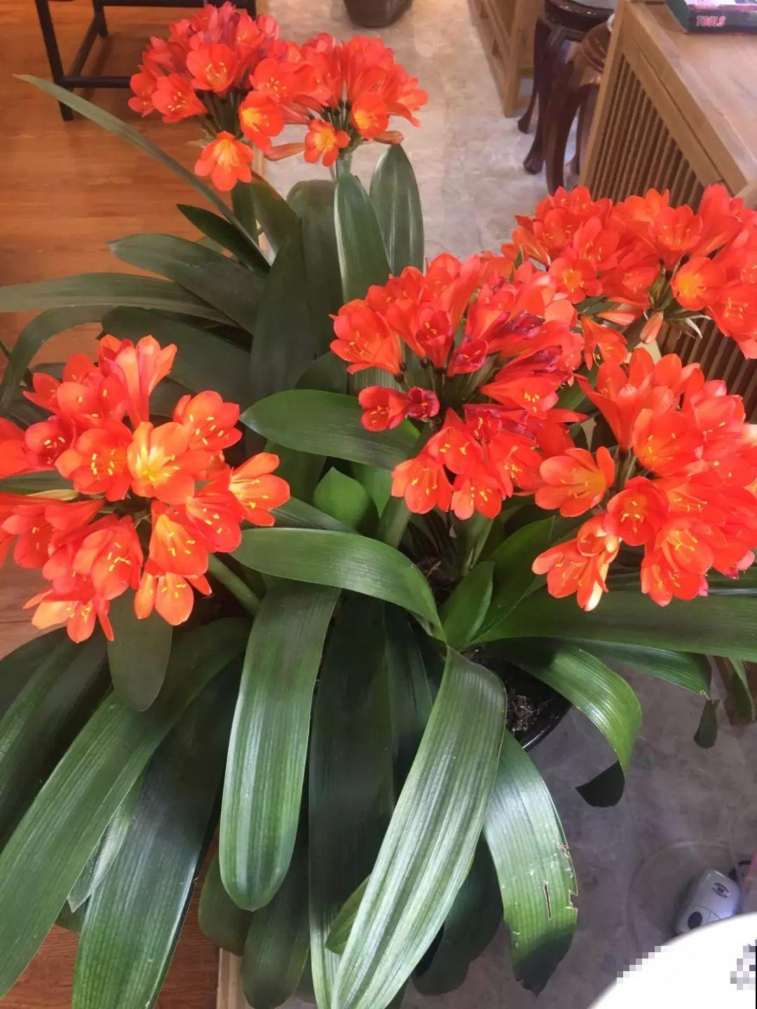 秋天给这花换盆，少了这一步，还不如不换