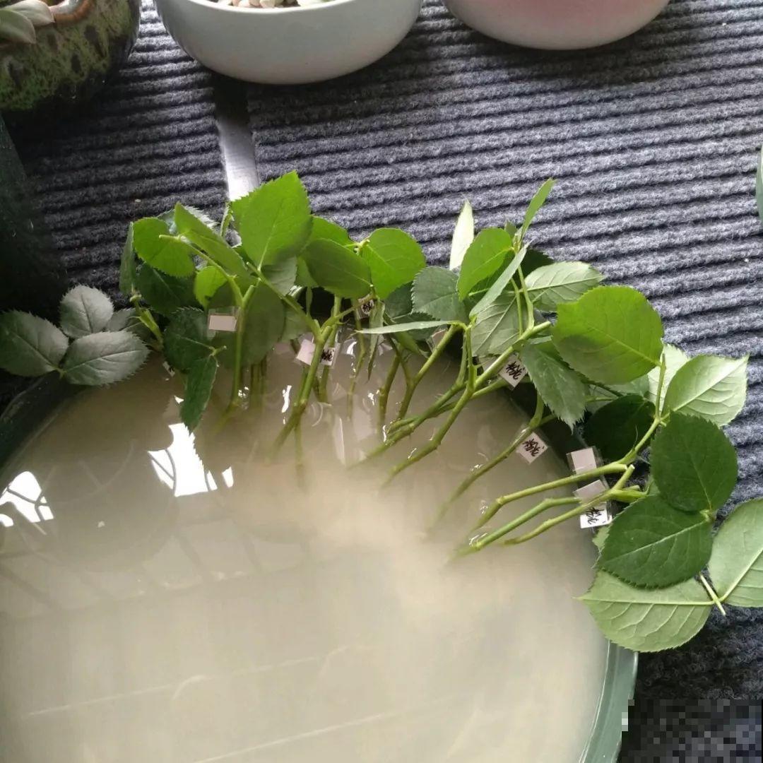 最难扦插的花，蘸点它插土里，20天白根蹭蹭冒！