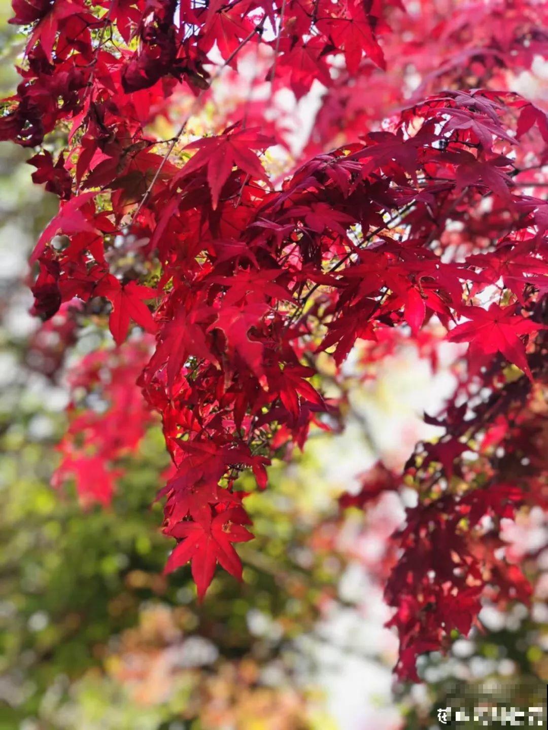 这10种花都是成片开，院子里栽一棵，春天开成小花园！