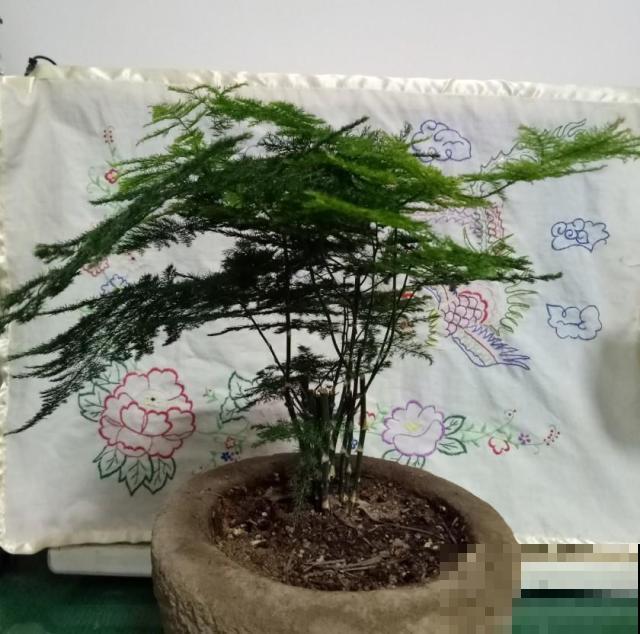 这几种花一养就是十多年，随便养都养不死，浇点水就蹭蹭长！
