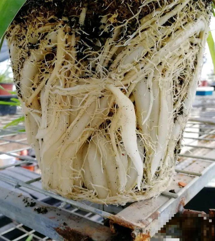 养花配土是关键，盆底垫上通风料，根长的手指粗！