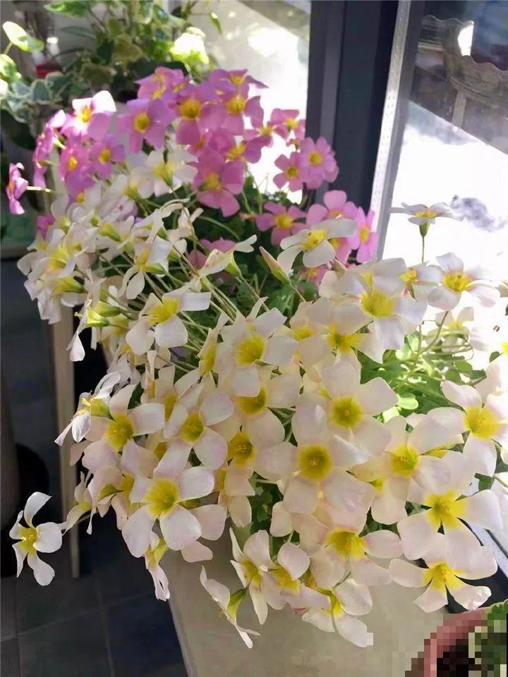 防盗窗上养这花，1个月开成花海，邻居都看花眼！