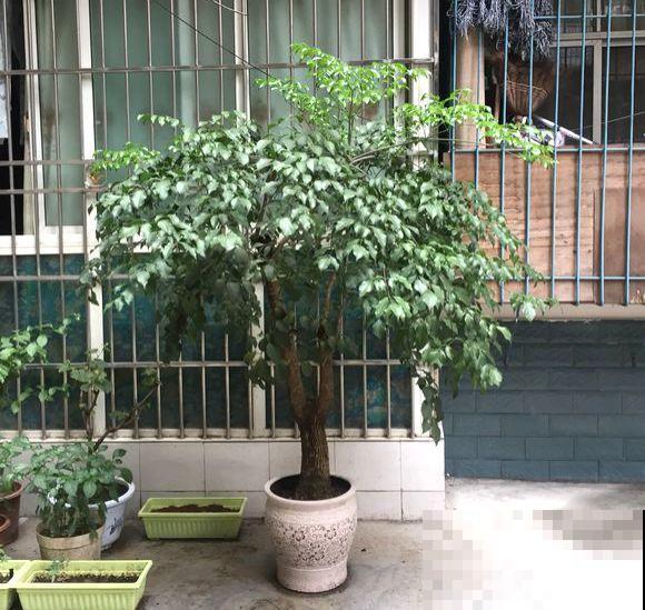再难养的花，也都有方法来治它，秋天坐等赏花！