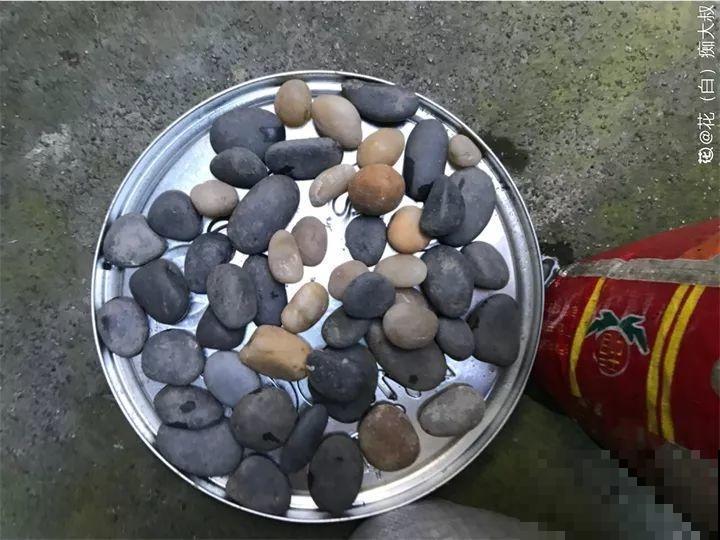 出门捡点它，正好秋天换盆用，花越养越茂盛！