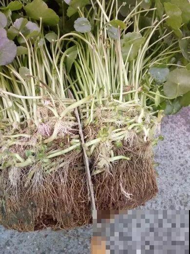 这6种寓意好的花，剪根枝就能活，摆在家里超养眼！