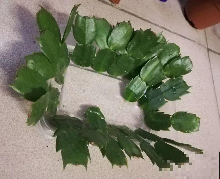 扦插有了它，生根快还不黑腐，每根枝都能活！