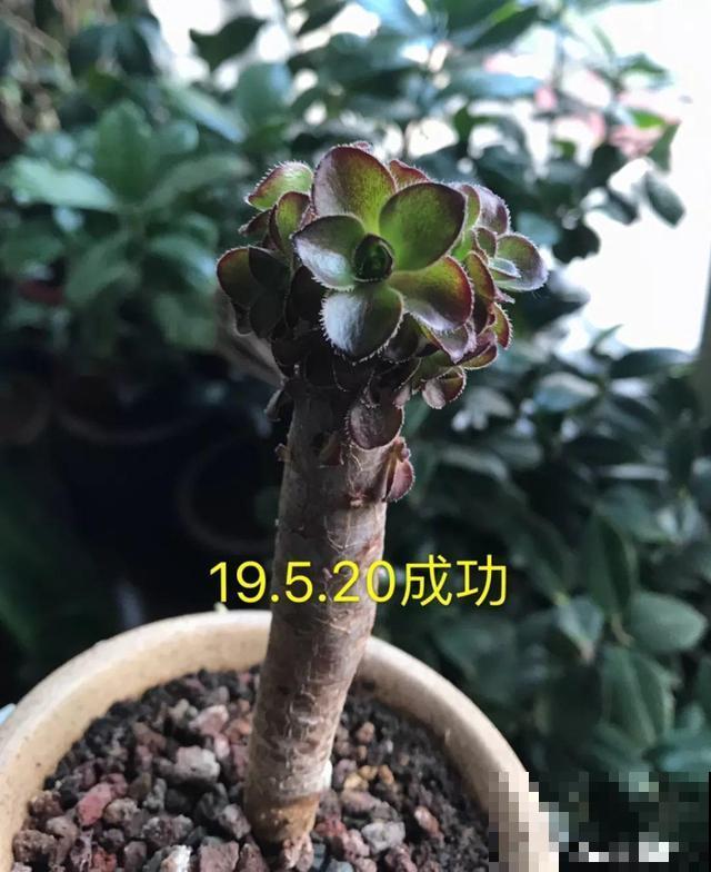 这种植物砍1刀，不到1个月，立马嗖嗖爆盆