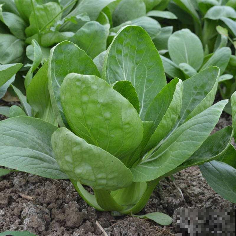 秋天立马种油菜，抗冻还长得快，今年又省一大笔买菜钱啦！
