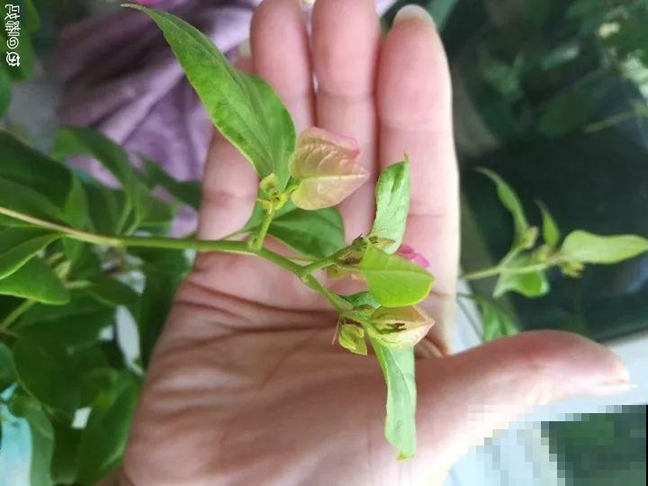 长寿养成青菜？黑帽子一戴，不用一月出花苞！