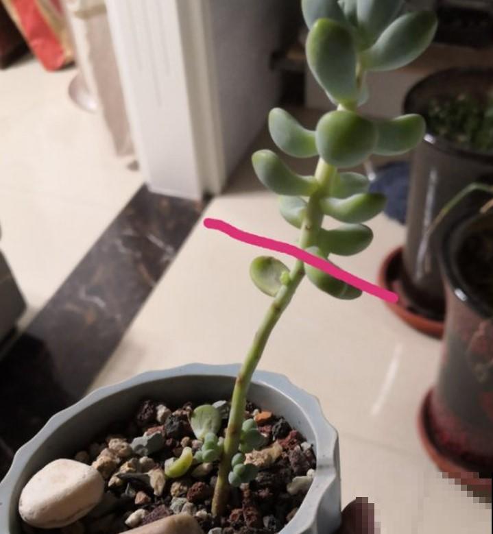 多肉砍砍头，撸撸叶，又能生长一大盆，再也不用担心多肉徒长了！