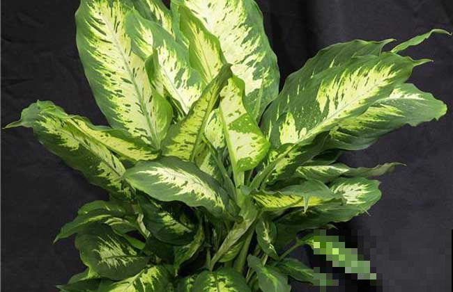 最疯植物就属它，半月从巴掌大猛窜到阳台放不下，只能狠心砍一半