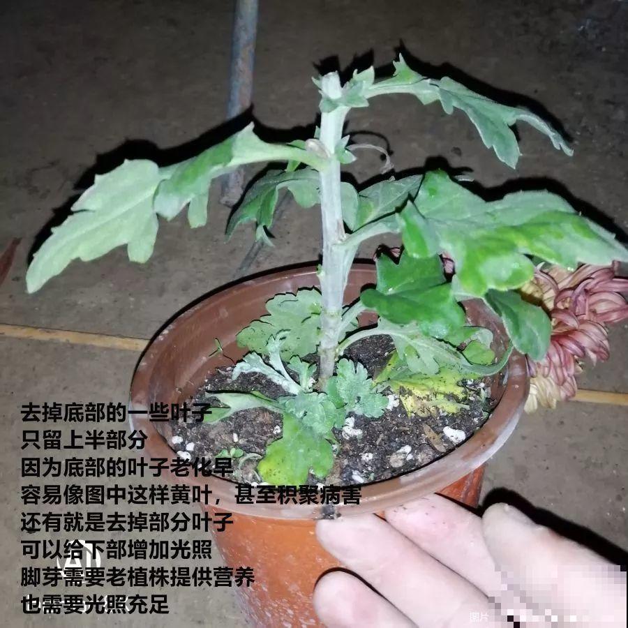 秋天啥花都可以不养，唯独这1种，100盆都不嫌多！