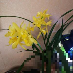 选花的标准仅仅是好看？等你买回家就后悔，现在改变主意还来得及
