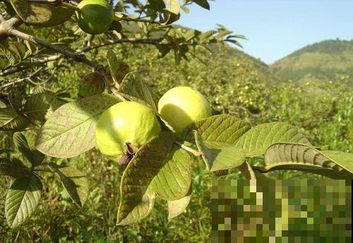 超市里十几一个的小果子，这地方漫山遍野都是，随便摘就是一麻袋