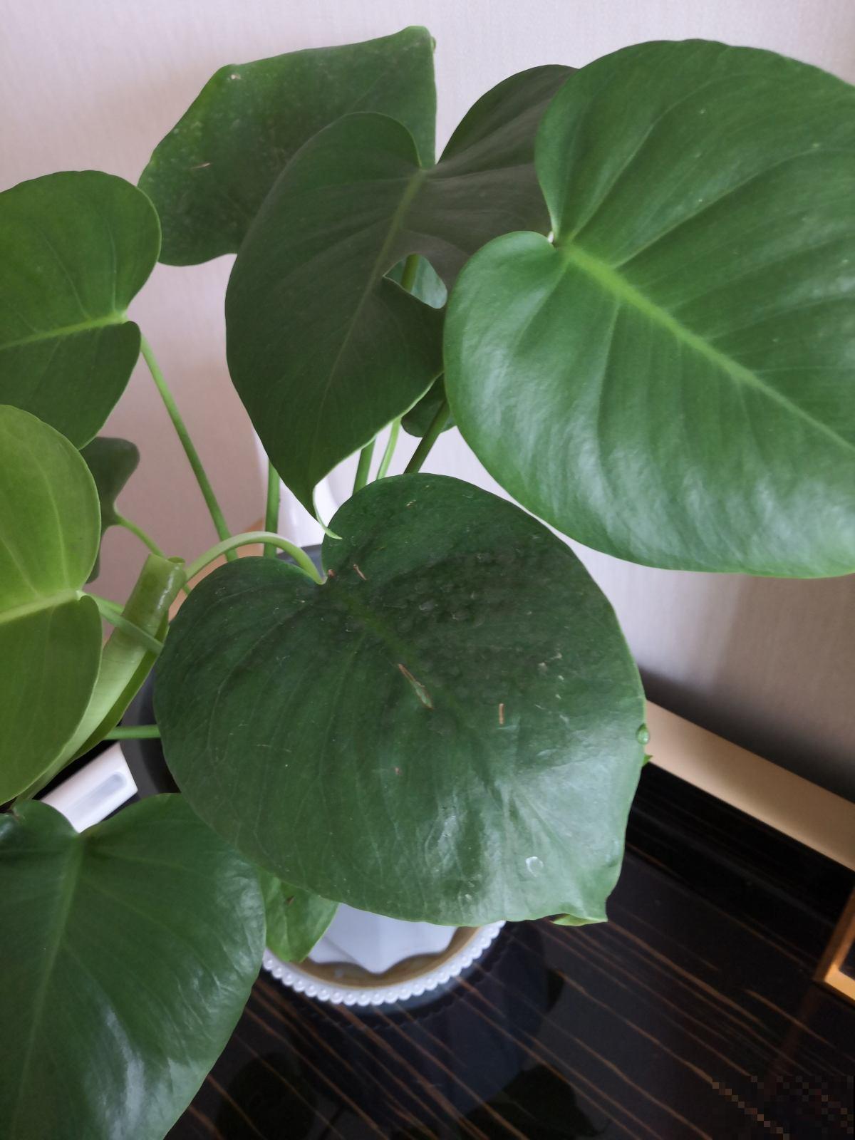 这几种植物，既高雅又大方，特别适合秋天入手！