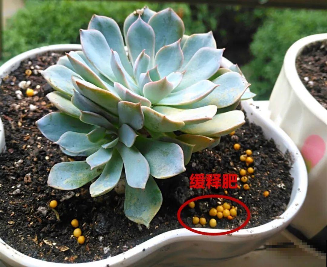 秋天给多肉施肥，就选这5种，小芽一个接一个的往外冒！
