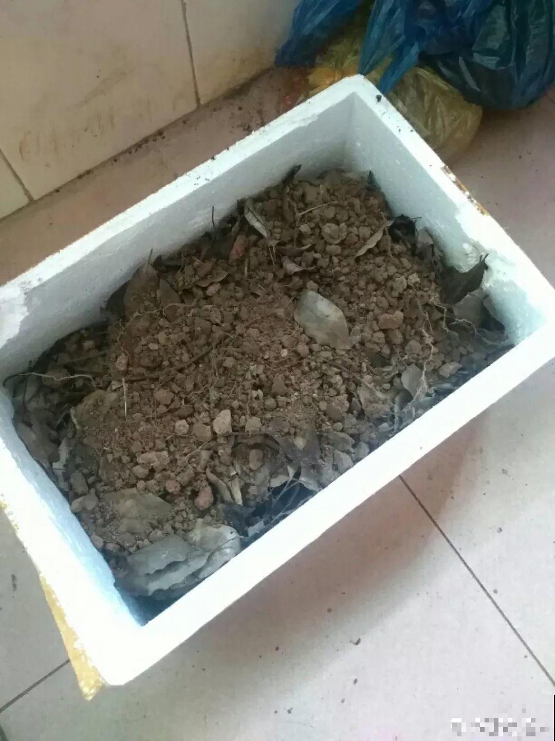 路边捡点它，开水里一烫捂2周，比淘米水肥效果还高！
