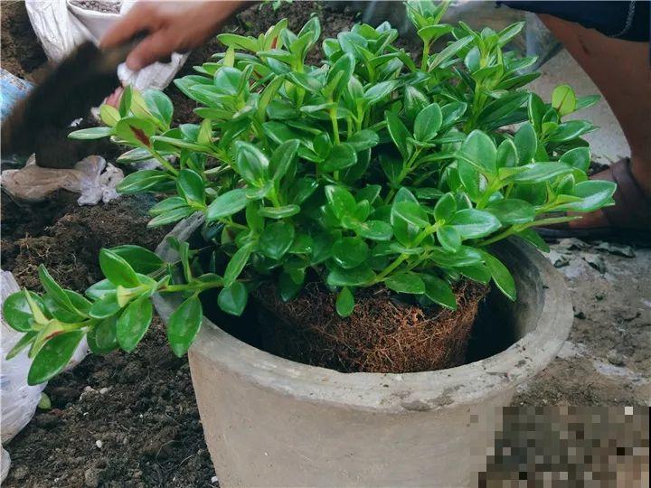 你家的金鱼吊兰是不是养成“菜”？这么养，一年四季都开花！