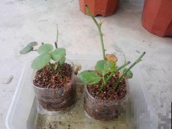 别人扔的东西，我捡回家垫盆底，养花不烂根不生病！