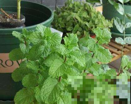 这几个小动作秋天必做，不然花全部变蔫变黄，冷风来了立马就挂掉