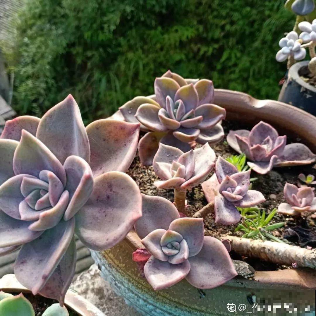 这花赶紧摘叶子，掐光后别浇水，立马又冒10个芽！