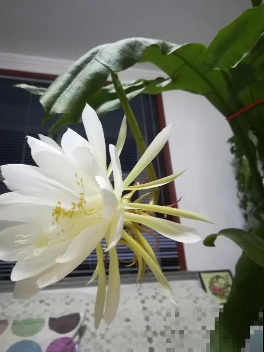 想让昙花再开一次，这么养护准没错，几招就能催出丰满大花！
