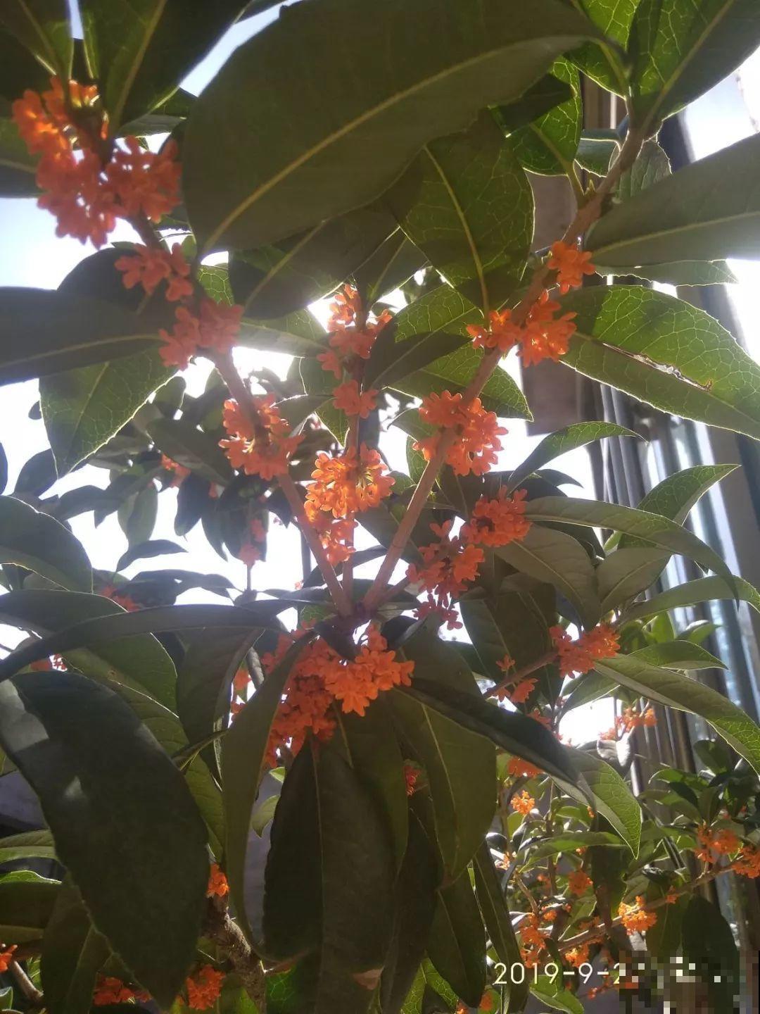 这10种花，看一眼就爱上，逛花市怎么能不买一盆！