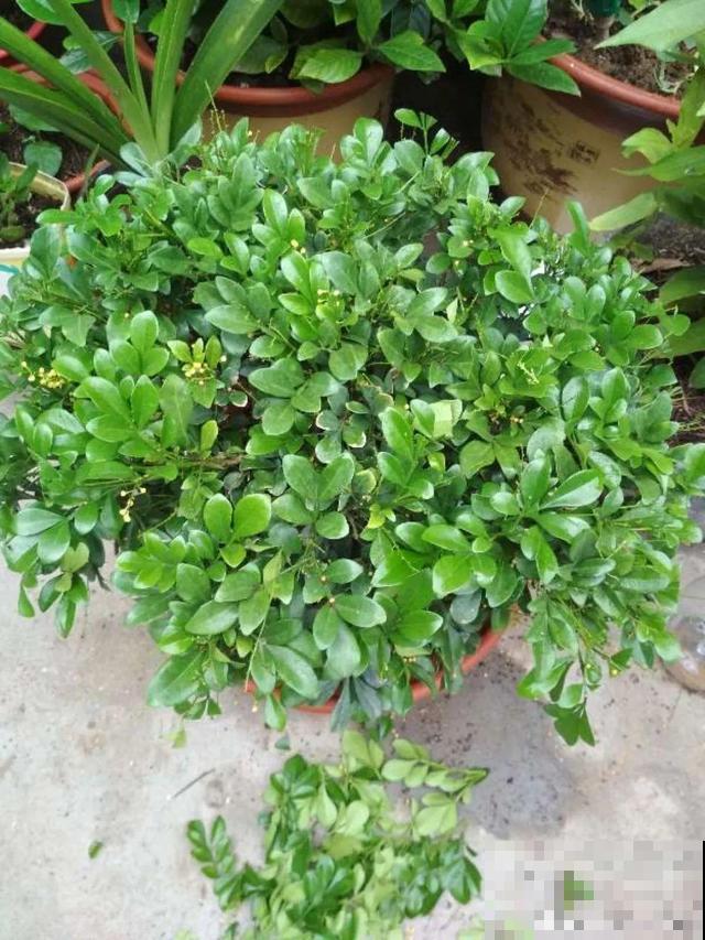 花香堪比香水，邻居大妈都追着问，眼馋极了