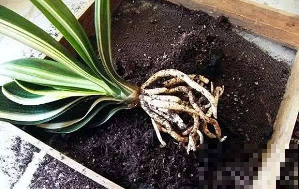 现在正是修根最佳季节，把这些根系剪掉，花草旺的不像话！