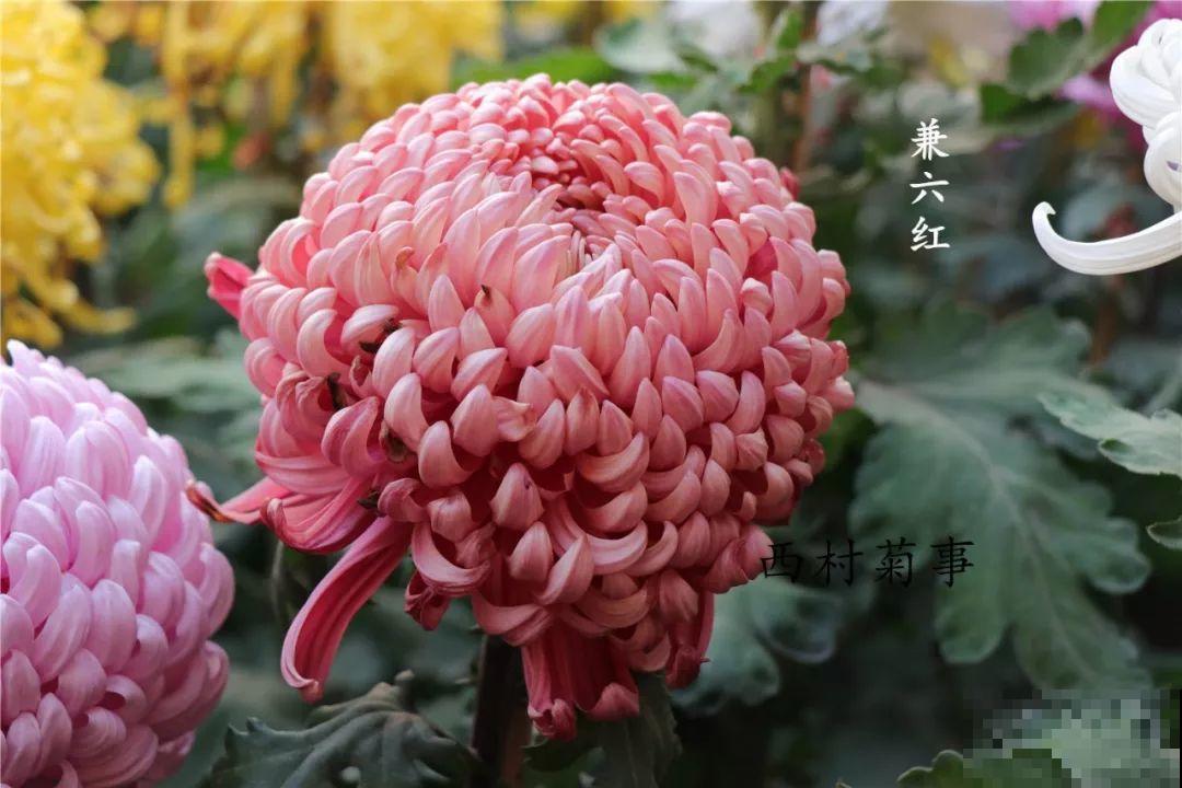 秋天啥花都可以不养，唯独这1种，100盆都不嫌多！