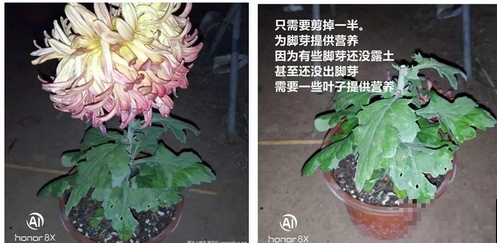 秋天啥花都可以不养，唯独这1种，100盆都不嫌多！