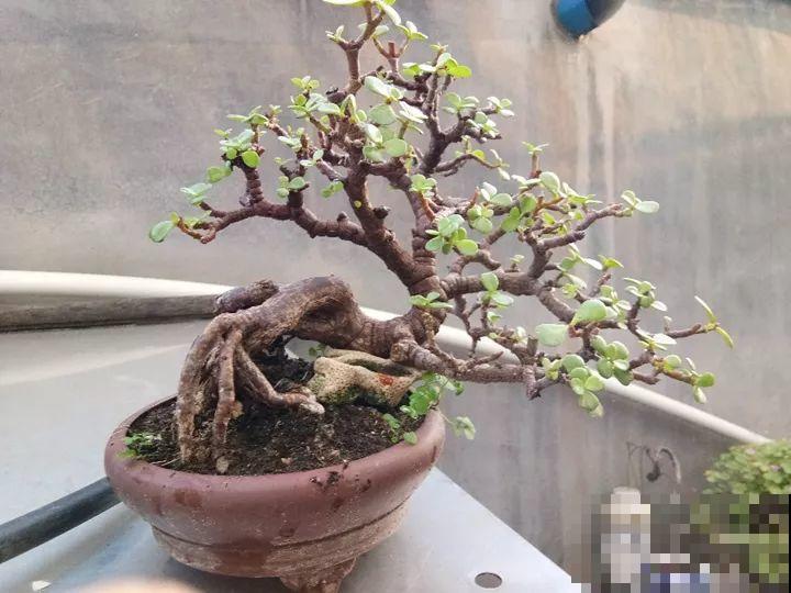金枝玉叶换换土，比施肥都管用，瘦弱的嫩枝照样养成老桩！