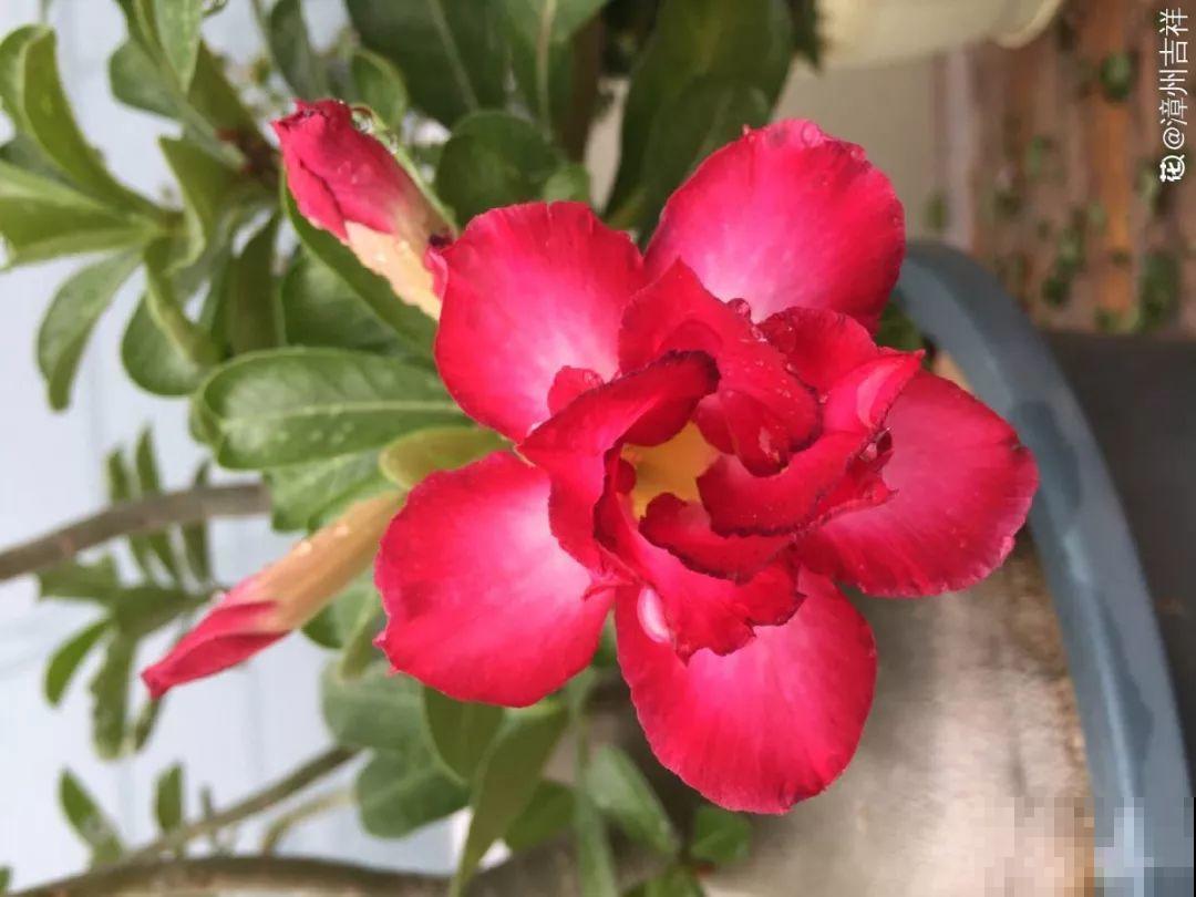客厅养的耐旱花，30天不浇水，照样精神又气派！
