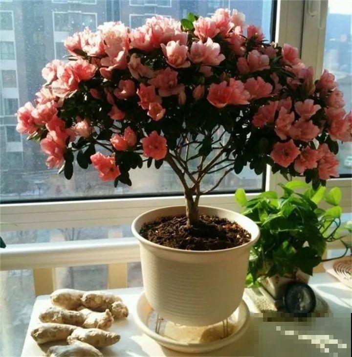假期逛花市，5毛钱的花都有，30块塞满后备箱！